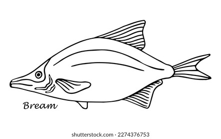 Sketch sea bream sketch vintage. Hand drawn vector illustration of fish isolated on white background