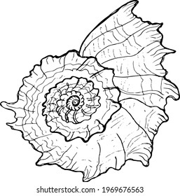 sketch sea shell. hand drawing in doodle style.vector illustration