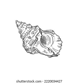 Sketch sea shell, vector ribbed cantharus conch, engraved marine clam or shellfish seashell, underwater hand drawn mollusk, cowrie shell design element isolated on white background