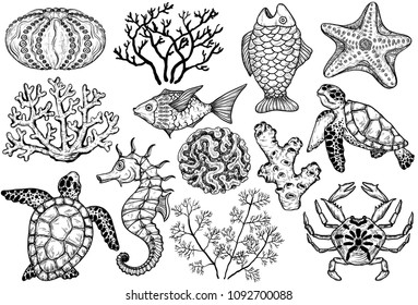 Sketch of sea shells, fish, corals and turtle. Hand Drawn vector illustration.