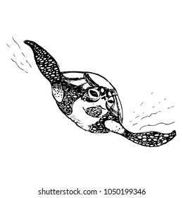 sketch of a sea turtle in black lines/Illustration of the turtle for the World Turtle Day 23th of May