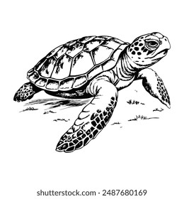 Sketch of a sea turtle resting on the ocean floor, on a white background