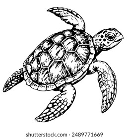 Sketch of a sea turtle swimming, top view, on a white background