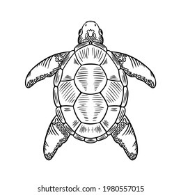 Sketch Sea Turtle. Vector Hand Drawn Illustration of Eretmochelys Imbricata