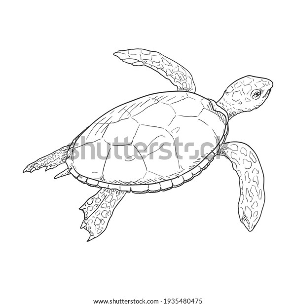 12,175 Turtles Sketch Images, Stock Photos & Vectors | Shutterstock