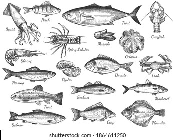 Sketch seafood. Hand drawn fresh sea fishes, oyster, mussels and lobster, squid, octopus and prawn, octopus and crab healthy food vector set.