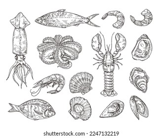 Sketch seafood. Hand drawn lobster, scallops, squid and octopus. Shellfish, shrimp and sea fish vector illustration set. Fresh ingredients for restaurant or cafe dishes, quality products