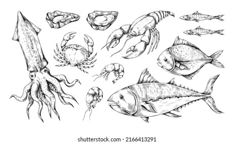 Sketch seafood. Sea fish, octopus squid and lobster. Line art Japanese tuna. Gourmet food set. Engraving shellfish or crustacean. Hand drawn ocean animals. Vector vintage background