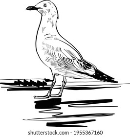 sketch of a seagull bird