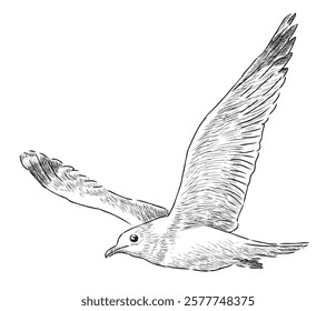 Sketch of seagull bird flying, realistic vector hand drawing