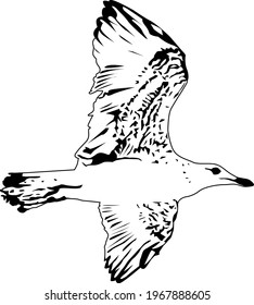 Sketch of seagull. Minimalistic style