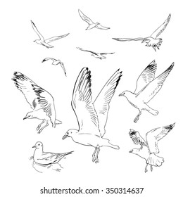 Sketch of seagulls. Hand drawn vector illustration.