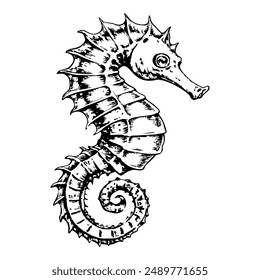 Sketch of a seahorse floating, side view, on a white background