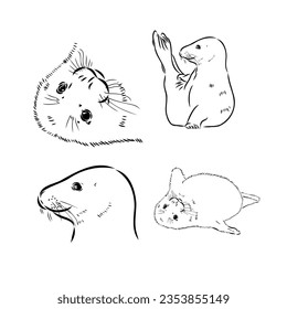Sketch of a seal . Hand drawn sketch converted to vector