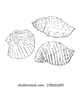 Sketch seashells isolated on white. Hand drawing. Vector illustration.