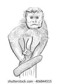 Sketch of a seated monkey. Vector illustration