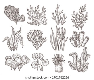 Sketch seaweed. Isolated ocean seaweeds, aquarium decorative art elements. Underwater corals, engraving sea algae laminaria exact vector set