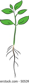 Sketch of seedling 