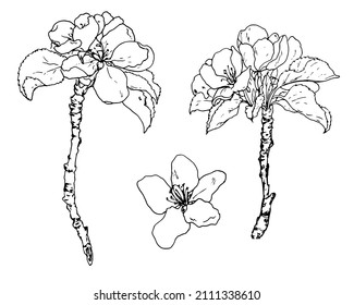 sketch set of blooming apple twigs. A collection of twigs with flowers, buds and leaves drawn with a black line. isolated apple tree flower on white for the template of the present design. Vintage 