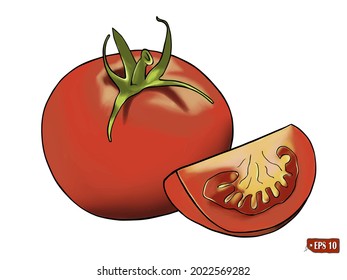 Sketch of a set of bright red ripe tomato. Vector illustration of vegetarian food. Hand drawn vector illustration of appetizing tomato on white background.