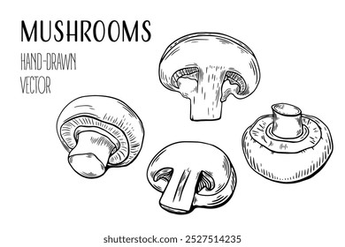 Sketch set champignon mushrooms, engraving. black and white line art. vector isolated on white background