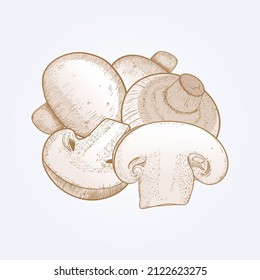 Sketch set champignon mushrooms hand drawn illustration vector. 