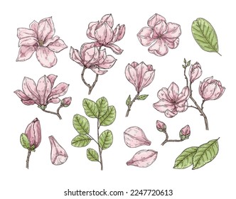 Sketch set of colored magnolia flower. Hand drawn vector flower in retro style.