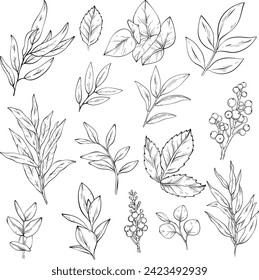 sketch of set of different branches with leaves and berries. Vector illustration