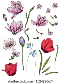 Sketch set of elements for design. Tulip, snowdrop, Crocus, Magnolia, cherry blossoms. Isolated and editable. Spring flowers on white background.