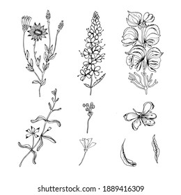 Esbozo de un conjunto de plantas de campo. Cuadros dibujados a mano de flores silvestres y hierbas en un fondo blanco. Bordes negros de hierbas silvestres aisladas en blanco. Ilustración botánica.