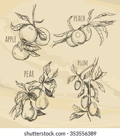 Sketch set of fruits growing on the branches. Hand drawn sketch fruit set. Eco foods