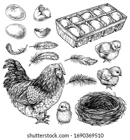 鶏 雛 卵のスケッチセット 手描きのリアルな鶏 鶏の小鳥のイラストをインクで刻んだ図 のベクター画像素材 ロイヤリティフリー