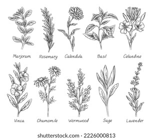 Sketch set of herbs and spices. Hand drawn field plant. Basil, rosemary, calendula, chamomile and lavender. Design elements for engraving. Cartoon linear vector collection isolated on white background