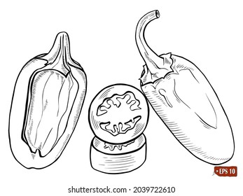 Sketch of set a hot pepper chilli jalapeno. Hand drawn vector illustration of chilli on white background.