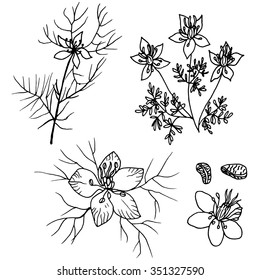 Sketch set of Nigella sativa flowers and leaves isolated on white background. Outline flowers are element for design. Hand drawn contour lines. Vector illustration