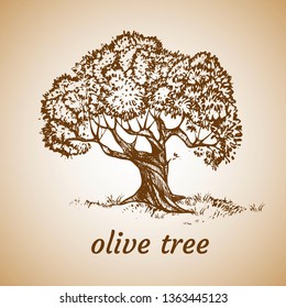 Sketch set of olive trees. Hand drawn vector illustration. Retro style.