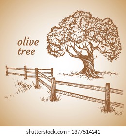 Sketch set of olive trees. Hand drawn vector illustration. Retro style.