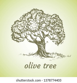 Sketch set of olive trees. Hand drawn vector illustration. Retro style.