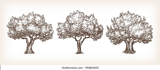 Sketch set of olive trees. Hand drawn vector illustration. Retro style.