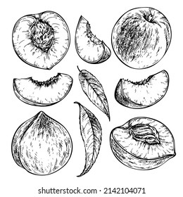 Sketch set of peach. Hand drawn peach slice, nectarine piece and leaf. Ink engraved illustration