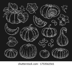 Esbozo conjunto de calabazas sobre un fondo negro. Ilustraciones aisladas en estilo retro. Acción de Gracias, cosecha, otoño, granja. Para banners, publicidad, tarjetas, menús.