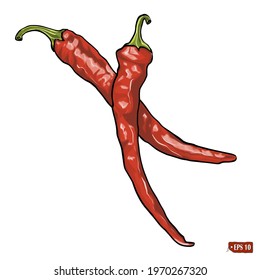 Sketch of a set of red hot chilli pepper. Watercolored vector illustration vegetarian food. Hand drawn vector illustration of chilli on white background.