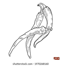 Sketch of a set of red hot chilli pepper. Vector illustration vegetarian food. Hand drawn vector illustration of chilli on white background.