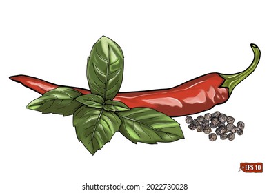 Sketch of set a red hot chilli pepper, green basil, black peppercorns. Watercolored vector illustration vegetarian food with spices. Hand drawn vector illustration of chilli on white background.