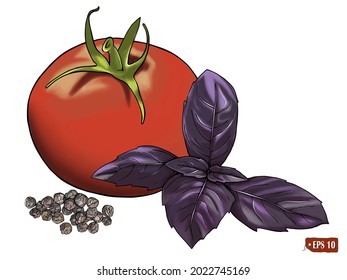  Sketch of set a red tomato, violet basil, black peppercorns. Watercolored vector illustration vegetarian food with spices. Hand drawn vector illustration of tomato on white background.