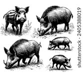 sketch set of wild pigs on white background, vector illustration