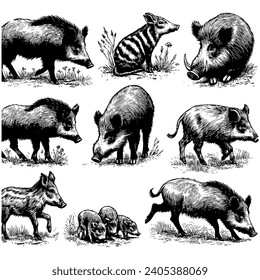 sketch set of wild pigs on white background, vector illustration