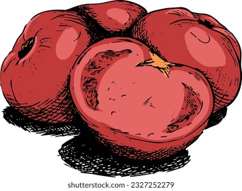 Sketch of several tomatoes in color. Vector illustration