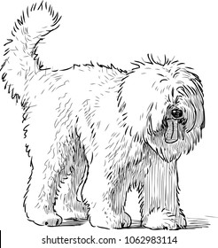 Sketch of a shaggy dog