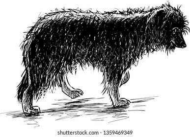 Sketch of a shaggy funny dog